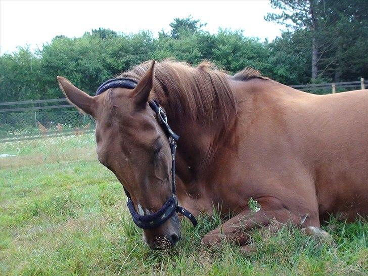 Dansk Varmblod Bijou - R.I.P. min skat! <3 - selvom man ligger ned kan man da godt stagig spise lidt græs!? ;D <3 billede 11