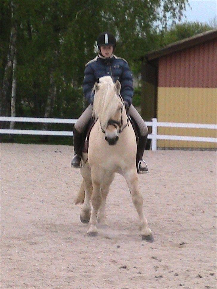 Fjordhest Højgaards Bacardi - Schenkelvigning. 2 gang kia rider ham. 3/5-11 billede 3