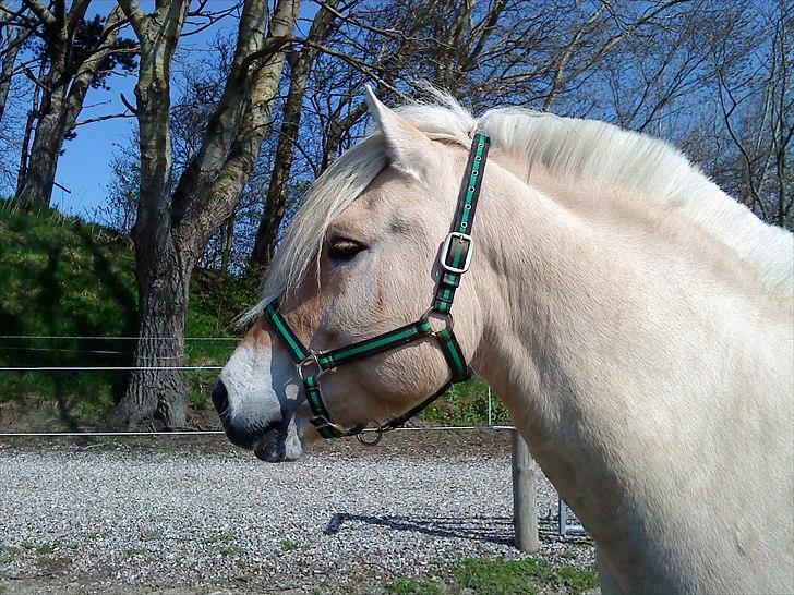 Fjordhest Højgaards Bacardi - Hans hoved d. 18/4-11 på fold billede 6