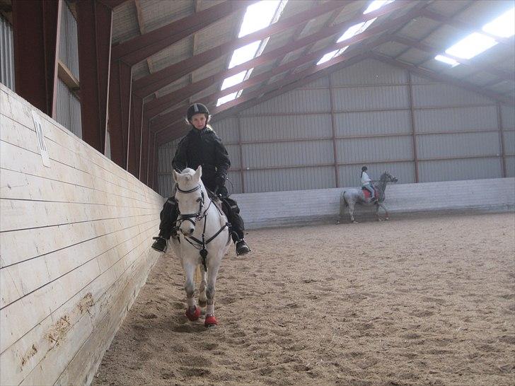 Welsh Mountain (sec A) Nelly - Her er jeg i ridehus. og nelly er super sød billede 2