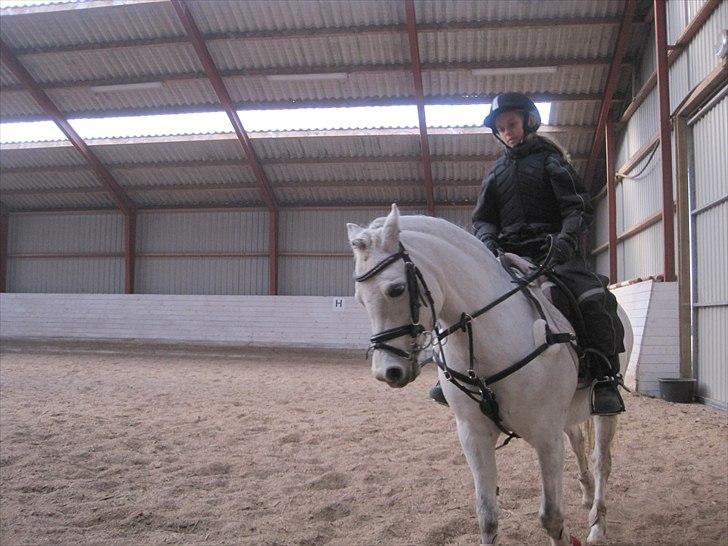 Welsh Mountain (sec A) Nelly - Her rider vi dressur. billede 3