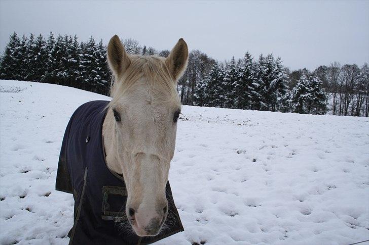 Anden særlig race Elvis billede 5