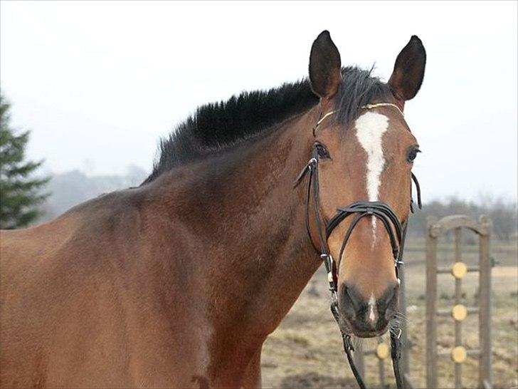 Hollandsk Varmblod Pyroet  billede 20