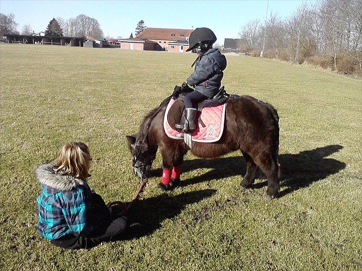 Shetlænder Lille mor  billede 3