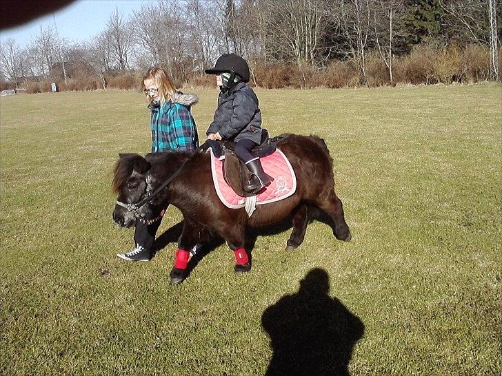 Shetlænder Lille mor  billede 4