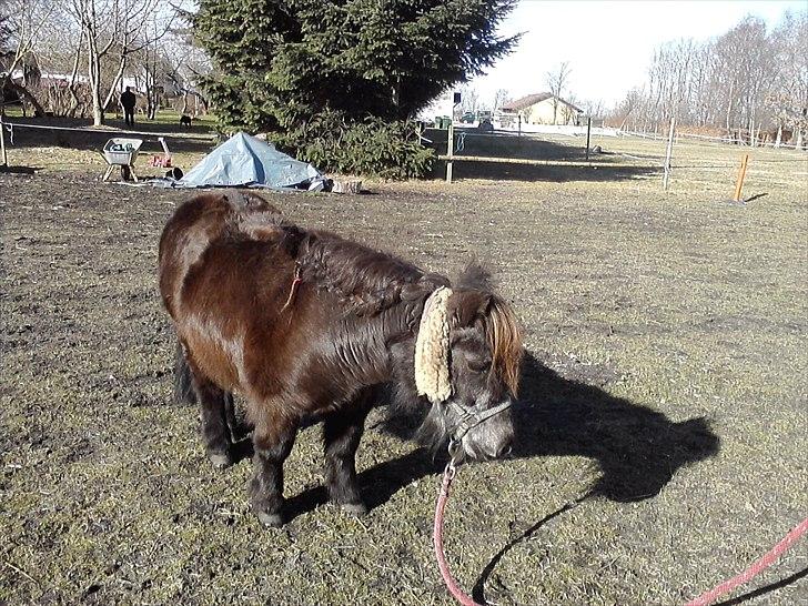 Shetlænder Lille mor  billede 7