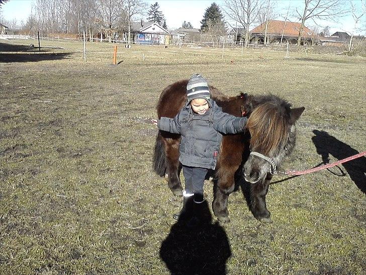 Shetlænder Lille mor  billede 10