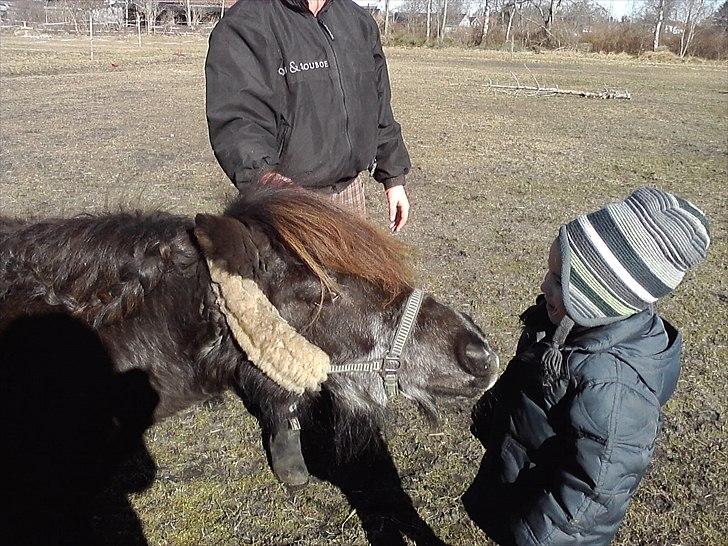 Shetlænder Lille mor  billede 11
