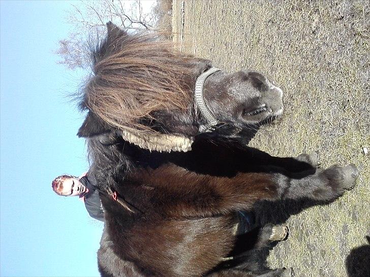 Shetlænder Lille mor  billede 13