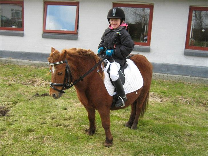 Shetlænder Molly - Velkommen til Mollys profil, håber synes om hende! :-) billede 1