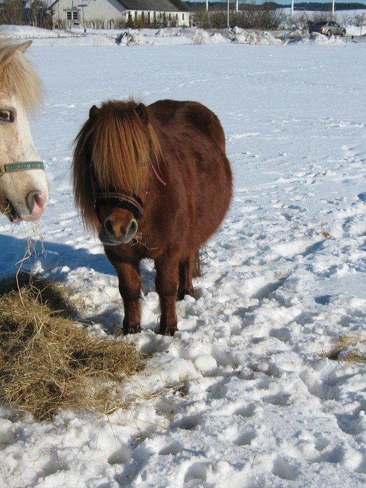 Shetlænder Molly - En lille vinterbamse! :-P billede 4