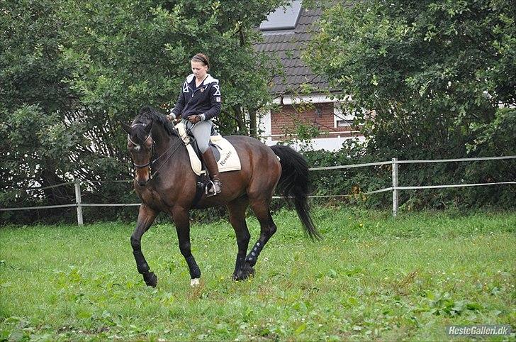 Dansk Varmblod Enormous Amadæus - Lidt samling - Vi arbejder hårdt på lidt piaff.. billede 11