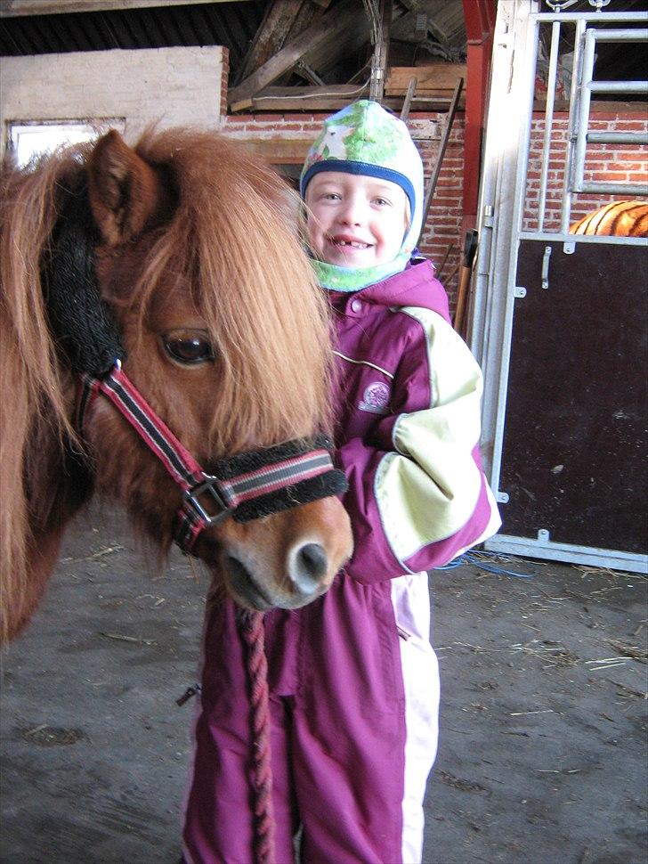 Shetlænder Molly - Skal vi ud at ride nu Molly? :-) billede 5