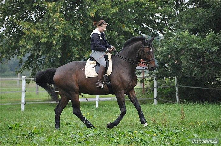 Dansk Varmblod Enormous Amadæus - Dejlig dag i Tyskland - Kæmpe oplevelse sammen med Amadæus. billede 12