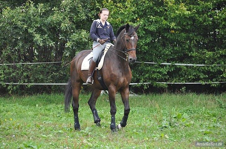 Dansk Varmblod Enormous Amadæus - Ikke altid nemt at ride på en græsmark :) billede 13