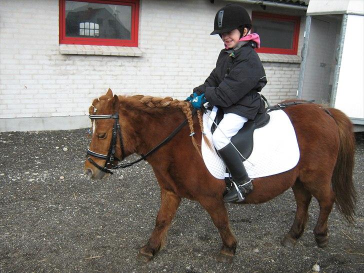 Shetlænder Molly - Skridt. :) billede 6