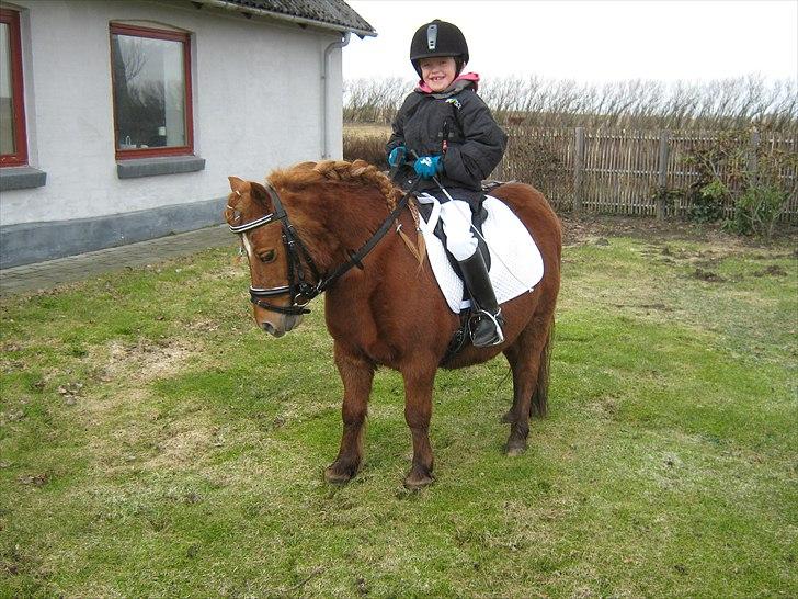 Shetlænder Molly - den 2-4-2010! :-) billede 7
