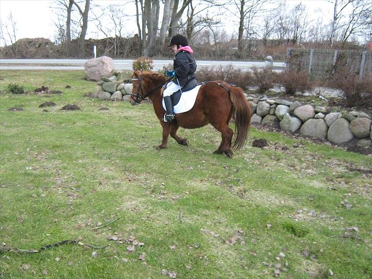 Shetlænder Molly - En dag vi legede stævne! :-) billede 8