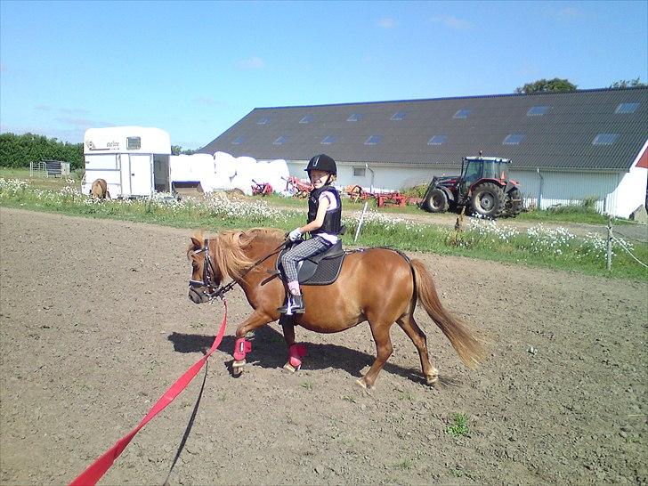 Shetlænder Molly - I longe! :-) billede 9