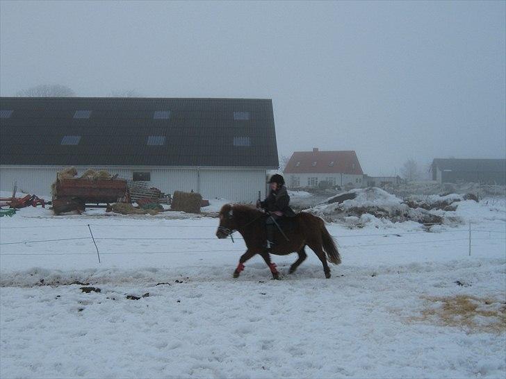 Shetlænder Molly - Fri trav! :-D billede 12