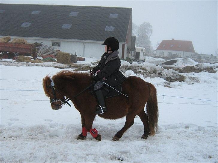 Shetlænder Molly - Ja, du går fint Molly! :-) billede 13
