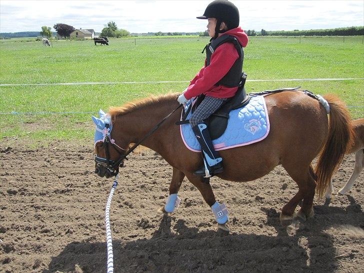 Shetlænder Molly - Rider med lyseblåt!:-) Søøøødt ikk? :-) billede 15