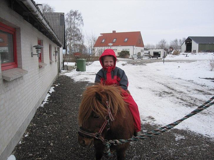 Shetlænder Molly - Molly og Hansa! :D billede 19