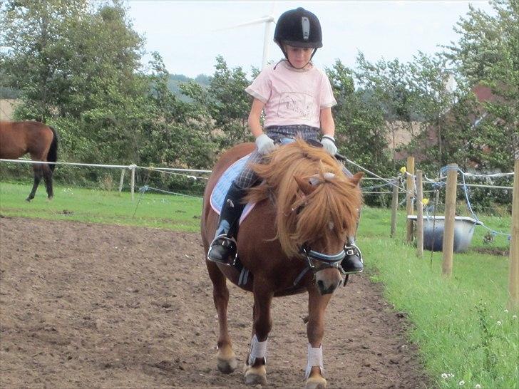 Shetlænder Molly - Til undervisning på Molly! :-) billede 20