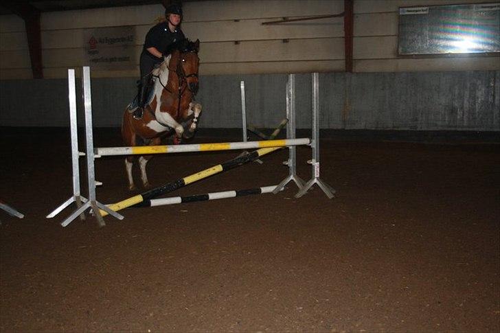 Hollandsk Sportspony Elmelunds Dalton - Taget af Lena: Springundervisning billede 6