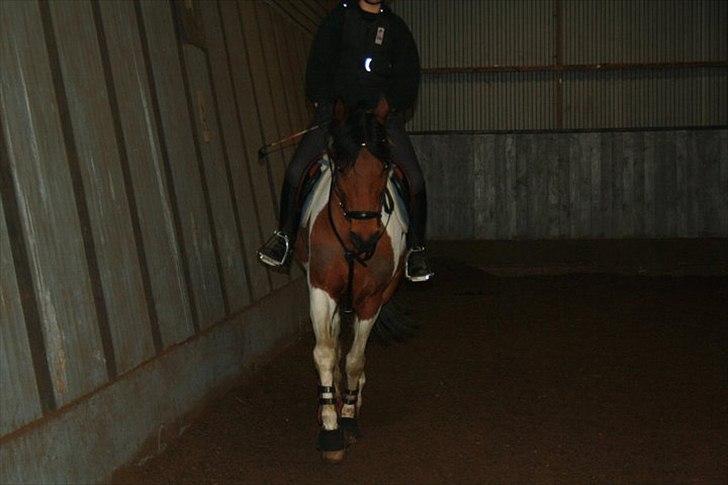 Hollandsk Sportspony Elmelunds Dalton - Taget af Lena: Springundervisning billede 9