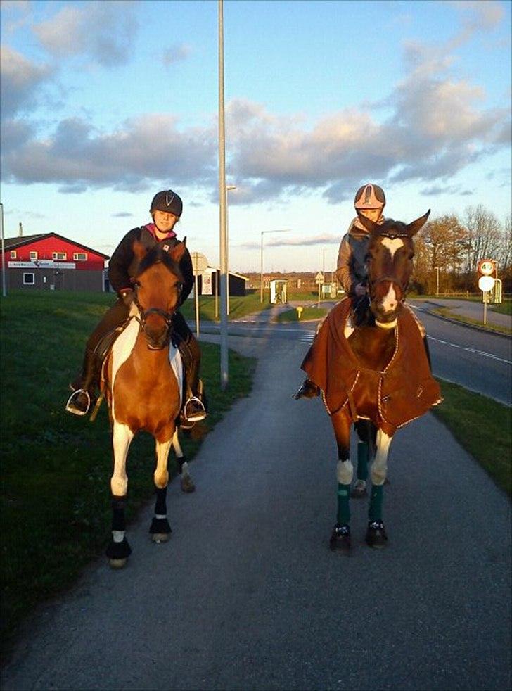 Hollandsk Sportspony Elmelunds Dalton - Pletterne på tur !<3 billede 11