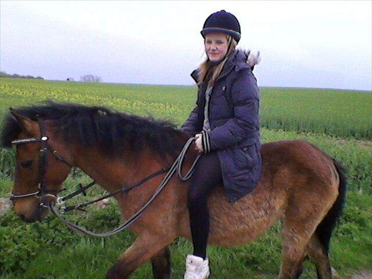 Gotlandsruss Hibiscus billede 14