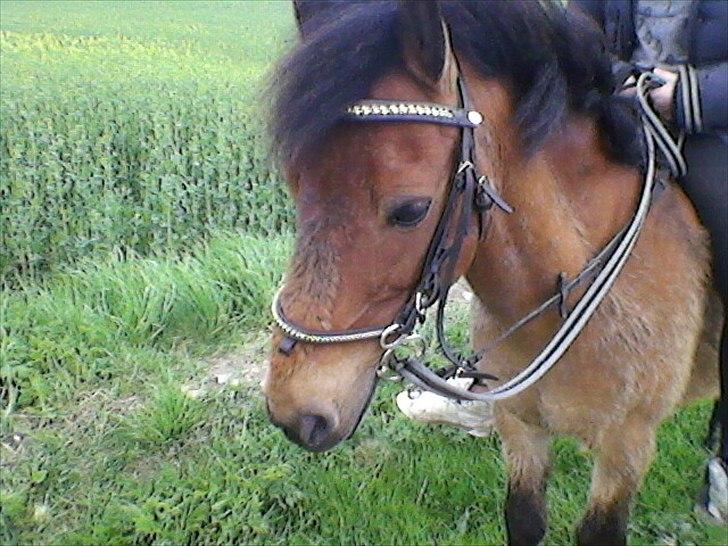 Gotlandsruss Hibiscus billede 15