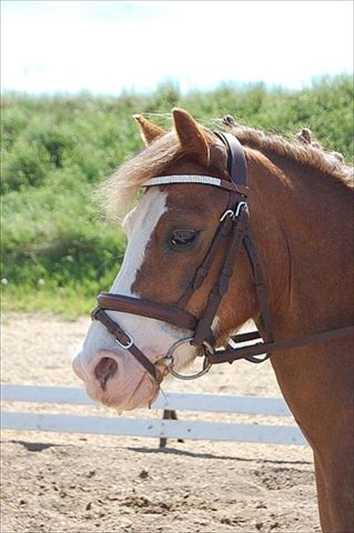 Welsh Mountain (sec A) Waterland`s Pucahontas SOLGT:`( - Velkommen til den lille Madame`s profil;-P Er hun ikke sød:o) billede 1