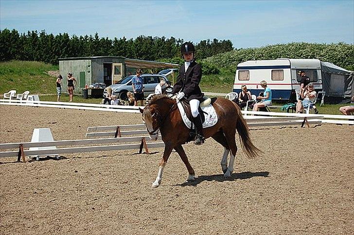 Welsh Mountain (sec A) Waterland`s Pucahontas SOLGT:`( - er hun ikke smuk billede 3