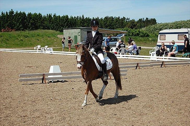 Welsh Mountain (sec A) Waterland`s Pucahontas SOLGT:`( - Jeg elsker dig Puci<3 På opvarmningen i VBR;D billede 4