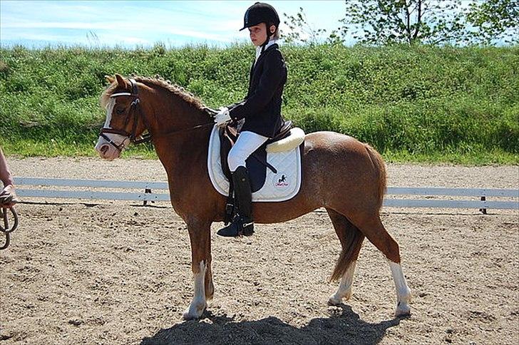 Welsh Mountain (sec A) Waterland`s Pucahontas SOLGT:`( billede 6