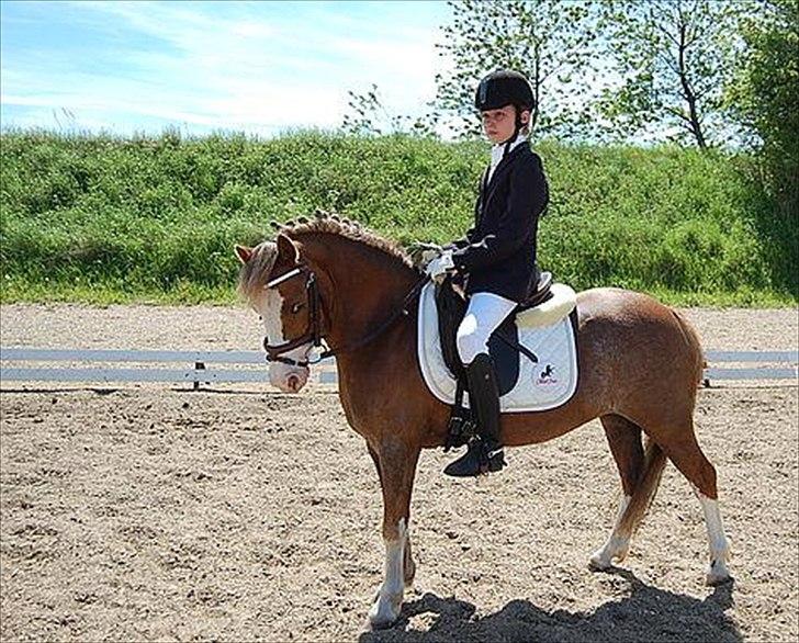 Welsh Mountain (sec A) Waterland`s Pucahontas SOLGT:`( - Vi har lige været på banen og red forkert men vandt alligevel en tredje plads<3 billede 7