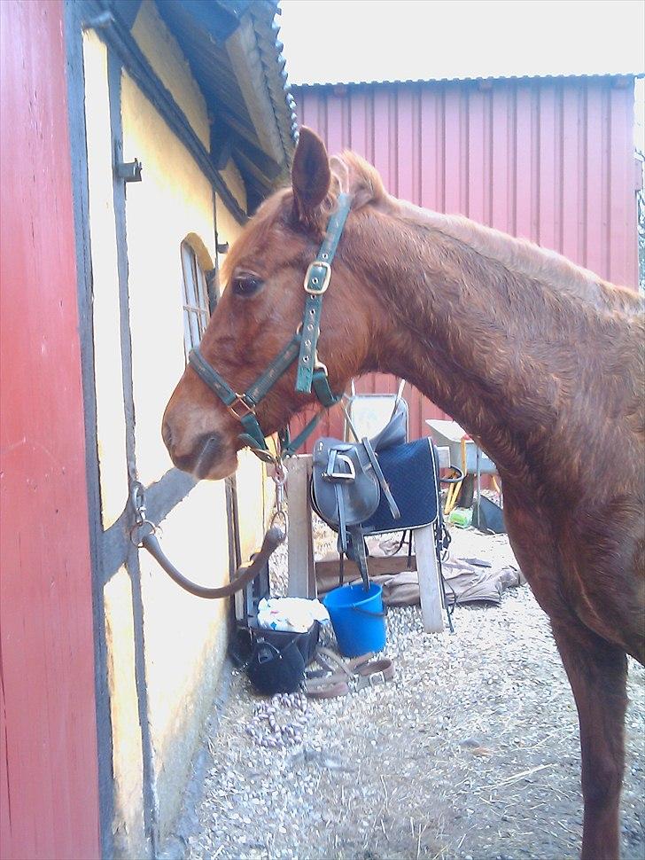 Traver Goldie bøgedal R.I.P billede 3