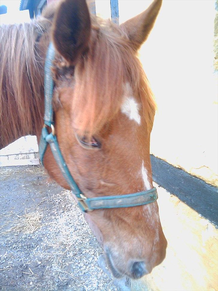 Traver Goldie bøgedal R.I.P billede 4
