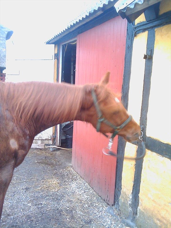 Traver Goldie bøgedal R.I.P billede 5