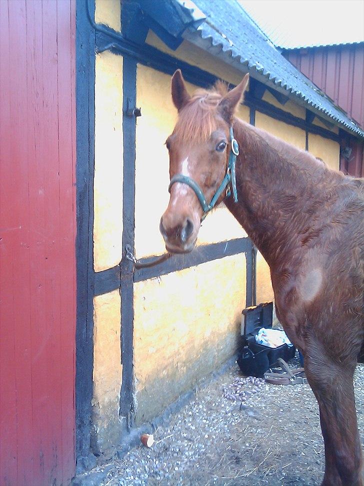 Traver Goldie bøgedal R.I.P billede 6