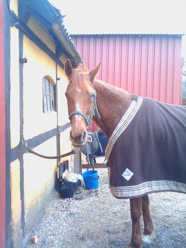 Traver Goldie bøgedal R.I.P billede 7