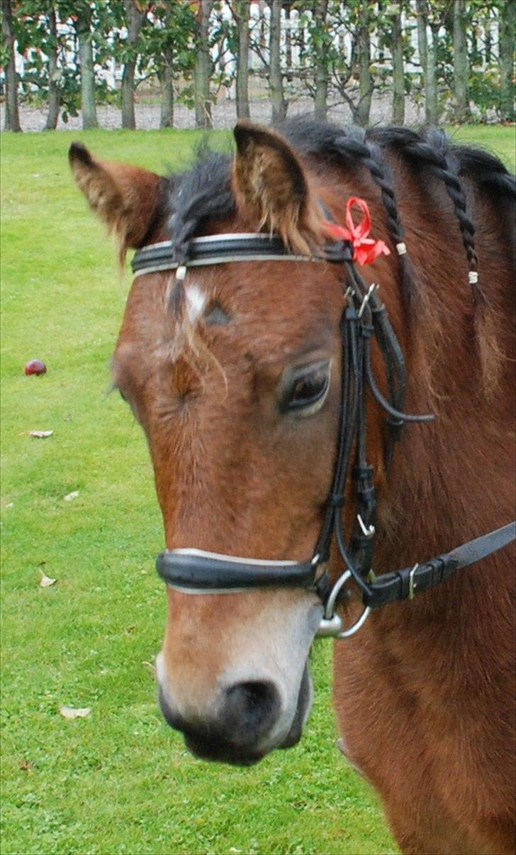 Dartmoor Viktor Dunemose - hjemme i min have (: billede 2