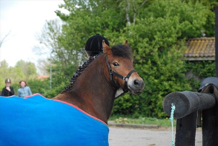 Dartmoor Viktor Dunemose - aller første stævne ! <3 billede 3