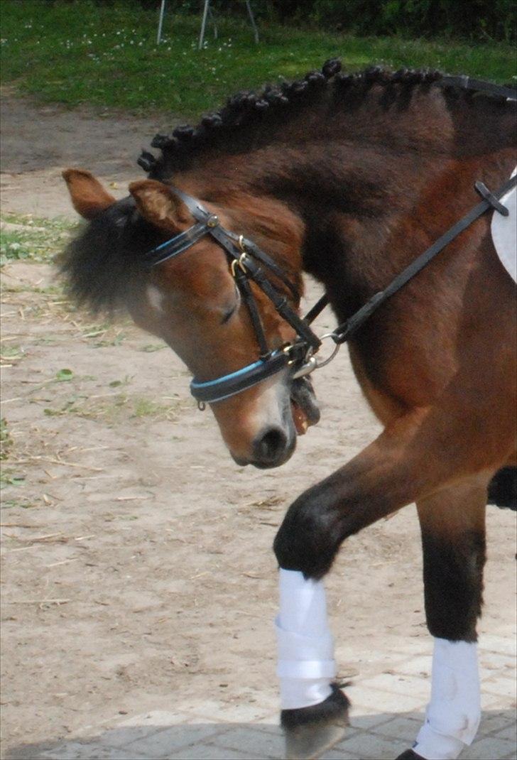 Dartmoor Viktor Dunemose - bedste basse ! <3 billede 5