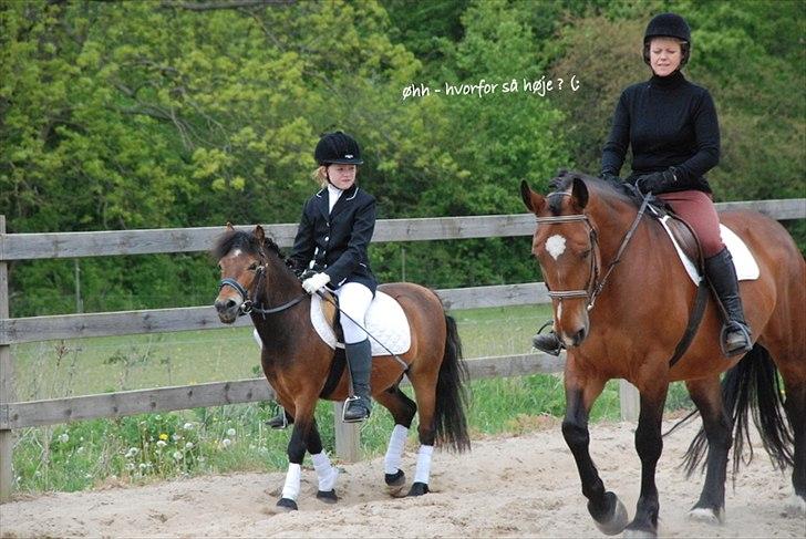 Dartmoor Viktor Dunemose - ;o billede 6