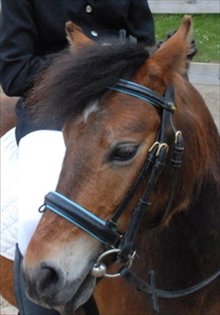 Dartmoor Viktor Dunemose - kun fordi jeg eeeeeeeeelsker dig ! <3 billede 7