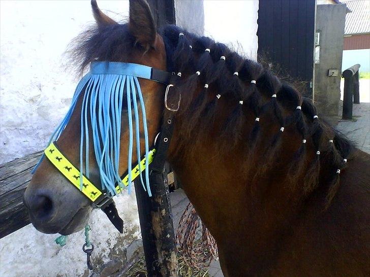 Dartmoor Viktor Dunemose - på rideskolen til ride lejer <3 billede 9