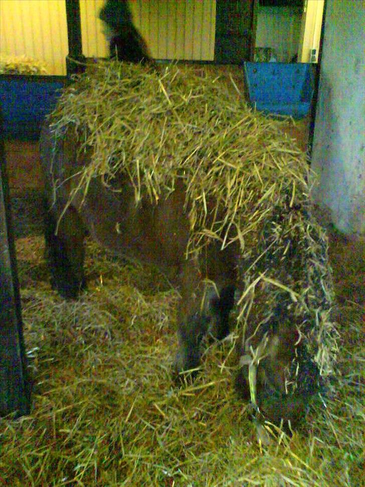 Dartmoor Viktor Dunemose - man kan jo bare spise sig selv <3 billede 10